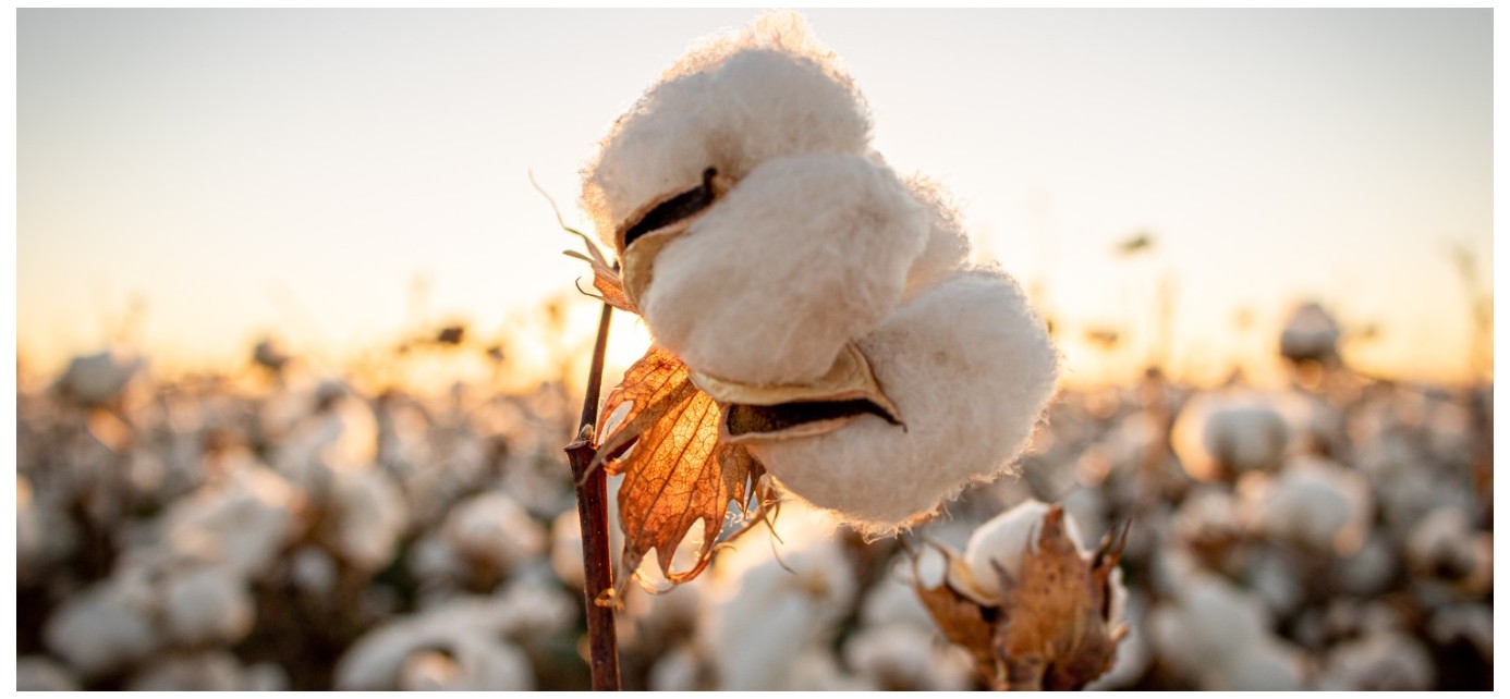  Cotton is not equal to cotton - Ringspun and Open-end